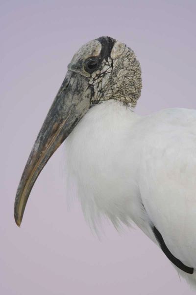 FL, Fort De Soto Park Pre-dawn flash Wood stork
